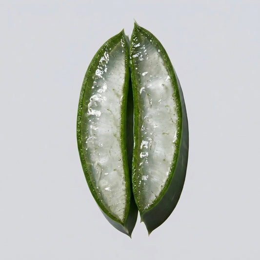 L’Aloe Vera : Une Plante Multi-Usages